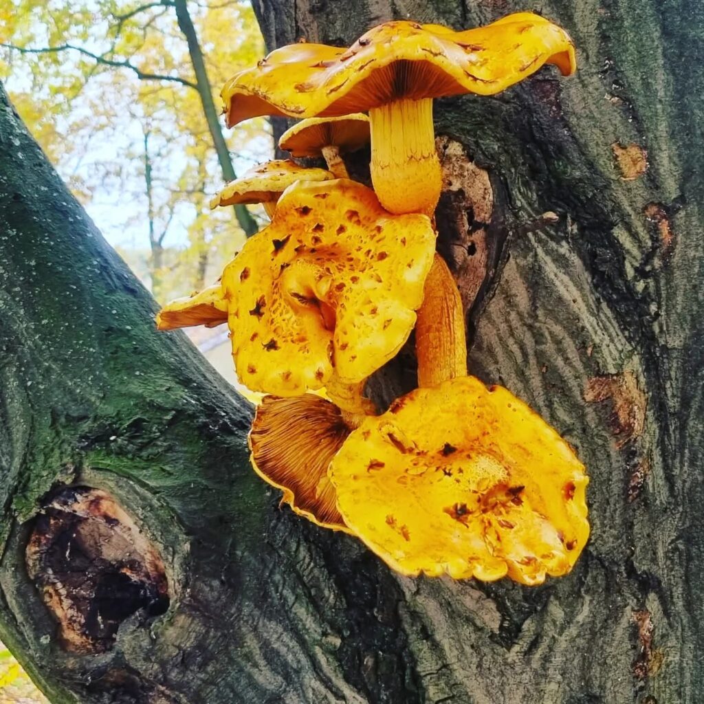 f2545833-90b3-41c0-a579-af87486dbefe